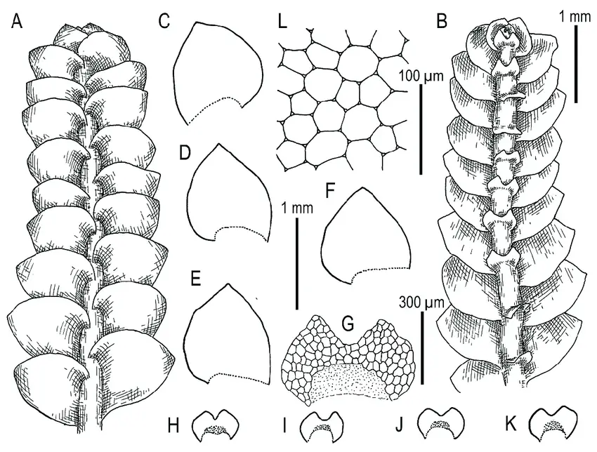 Calypogeia-apiculata-Steph-Steph-A-Plant-habit-fragment-dorsal-view-B-Plant.png