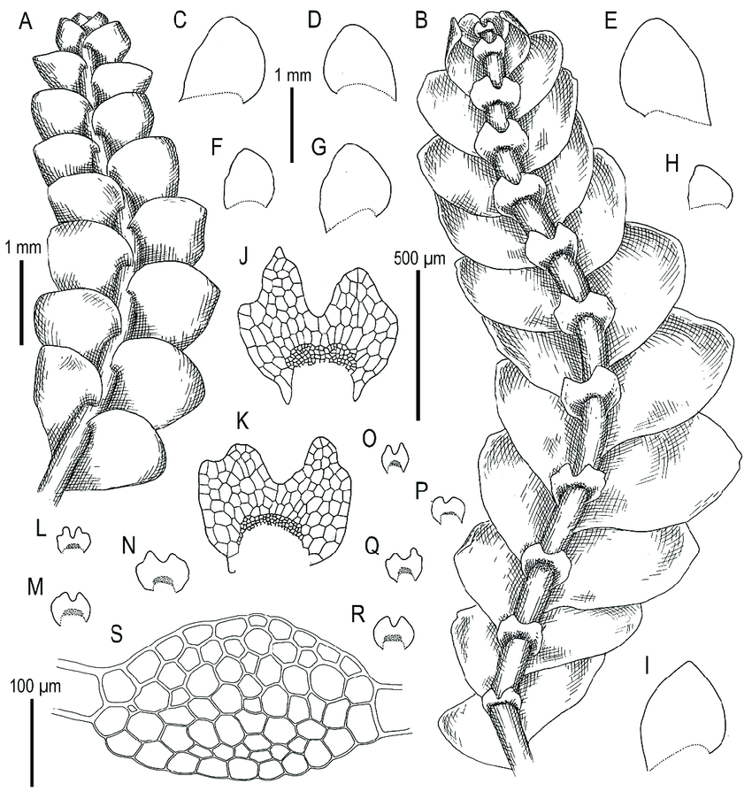 Calypogeia-fissa-L-Raddi-A-Plant-habit-fragment-dorsal-view-B-Plant-hab-ment.png