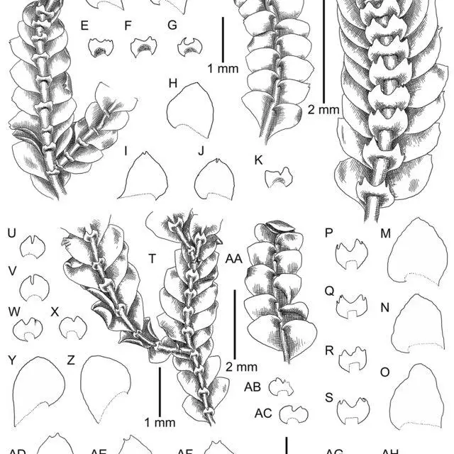 Calypogeia-granulata-Inoue-A-plant-habit-fragment-ventral-view-B-plant-habit_Q640.jpg