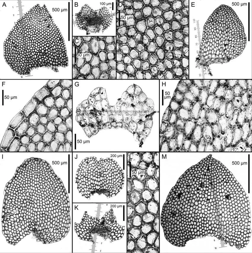 Calypogeia-latissima-Steph-A-leaf-B-underleaf-D-leaf-middle-cells-Calypogeia-nasuensis.png