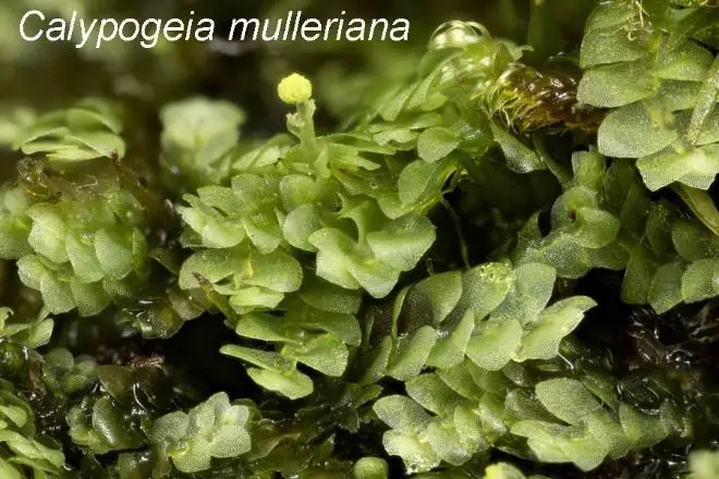 Calypogeia-mulleriana.jpg