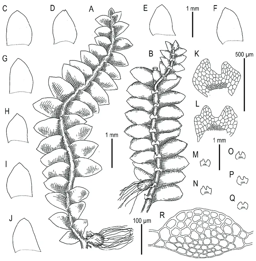 Calypogeia-neogaea-RMSchust-Bakalin-A-Plant-habit-fragment-dorsal-view-B.png