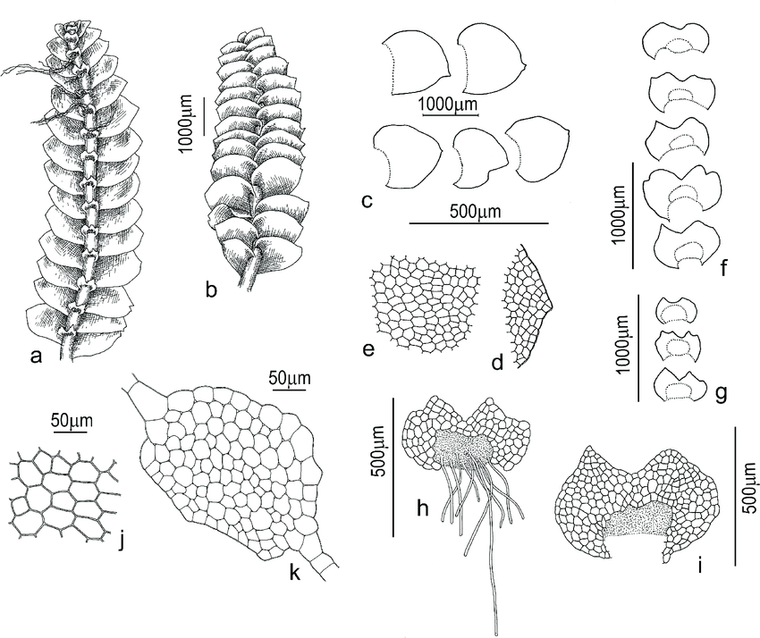 Calypogeia-orientalis-Buczkowska-Bakalin-a-plant-segment-dorsal-view-b-plant.png