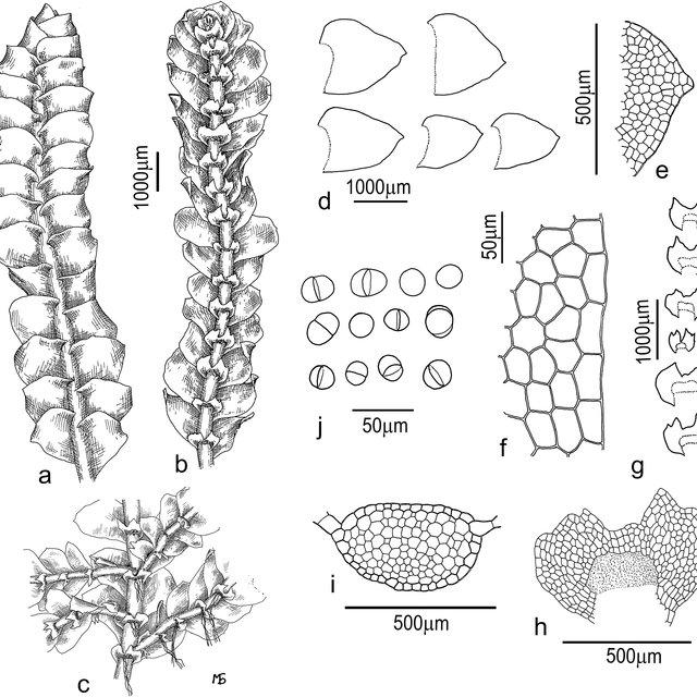 Calypogeia-sinensis-Bakalin-Buczkowska-a-plant-segment-dorsal-view-b-c-plant_Q640.jpg