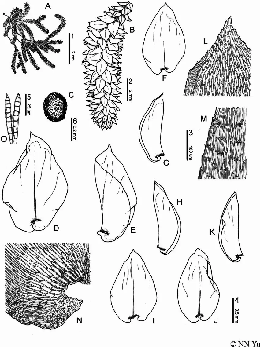 Calyptothecium-wightii-Mitt-MFleisch-A-habit-B-branch-C-cross-section-of-stem.png