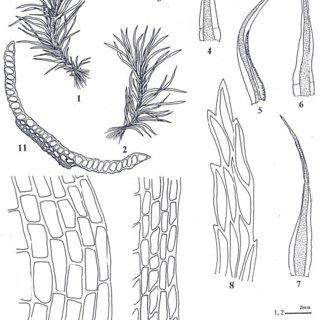 Campylopus-fragilis-Brid-BSG-subsp-goughii-Mitt-A-Jaeg1-2-Vegetative-plants_Q320.jpg