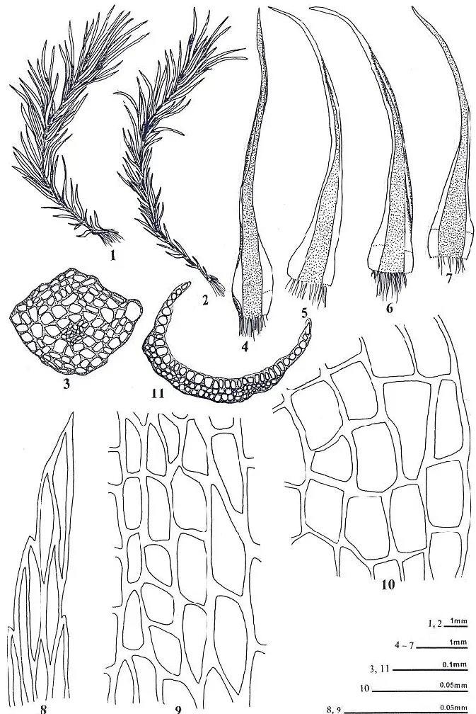 Campylopus-savvanarum-C-Mull-Mitt-1-2-plants-3-cross-section-of-axis-4-7-leaves.png