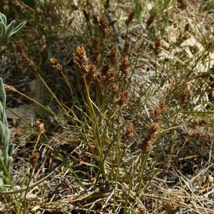Carex-duriscula-P-web-6-1.jpg