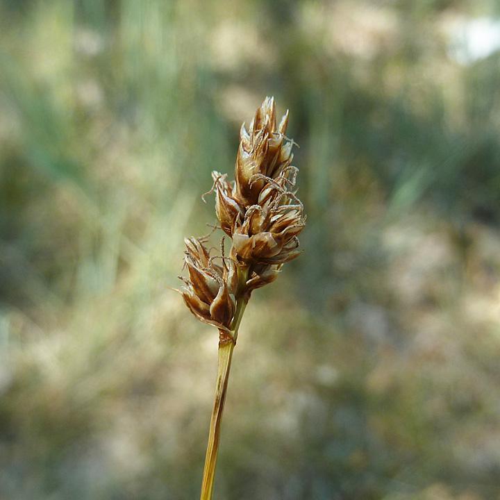 Carex-duriuscula-F-web-6_.jpg