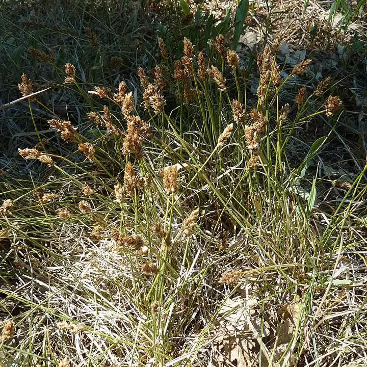Carex-duriuscula-P-web-6_.jpg