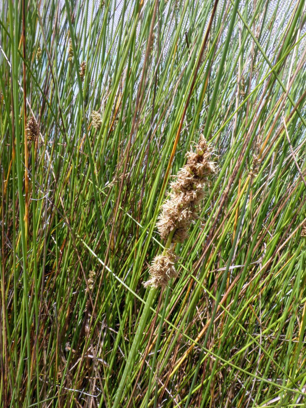 Carex-tereticaulis-Nursery-29Oct2020-RClark.jpg