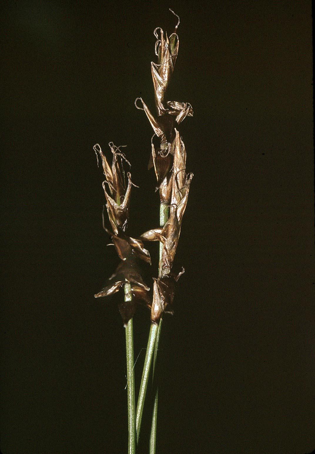 Carex_davalliana2_eF.jpg