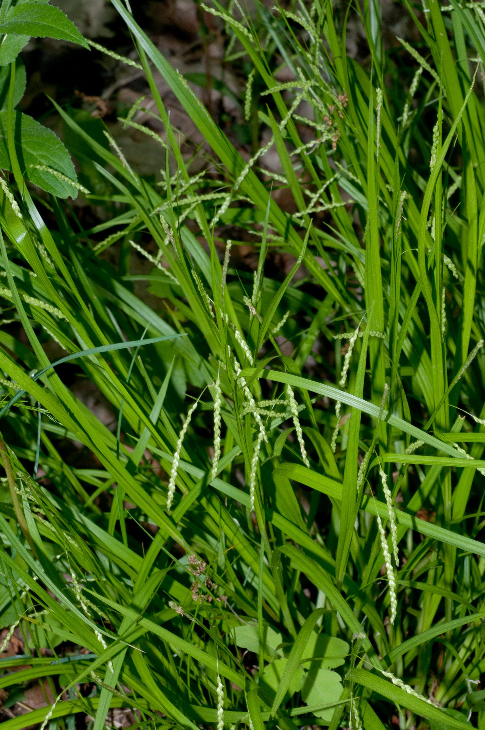 Carex_gracillima-5783572CA6.jpg