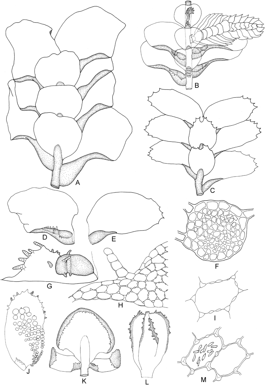 Caudalejeunea-cristiloba-Steph-Gradst-A-Part-of-plant-ventral-view-B-Part-of-male.png
