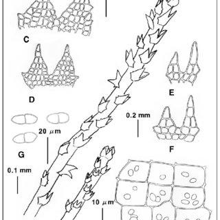 Cephaloziella-massalongii-Muell-Frib-A-plant-dorsal-B-plant-ventral-C-D-leaves_Q320.jpg