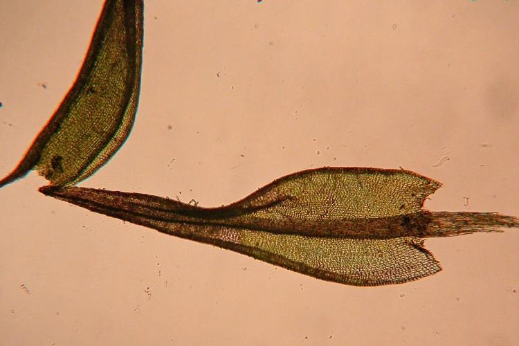 Ceratodon-purpureus-101-750x500.jpg