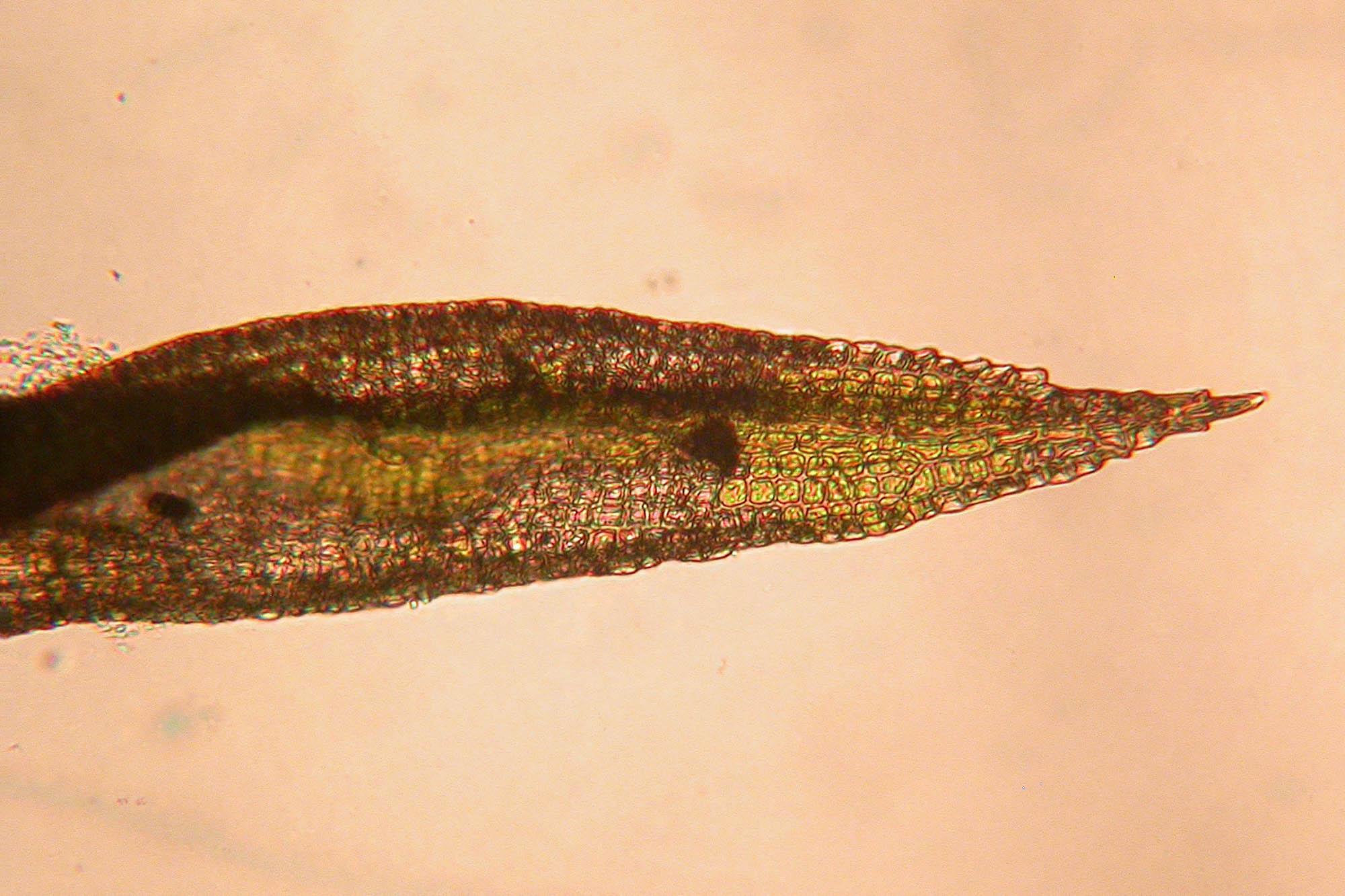 Ceratodon-purpureus-111.jpg