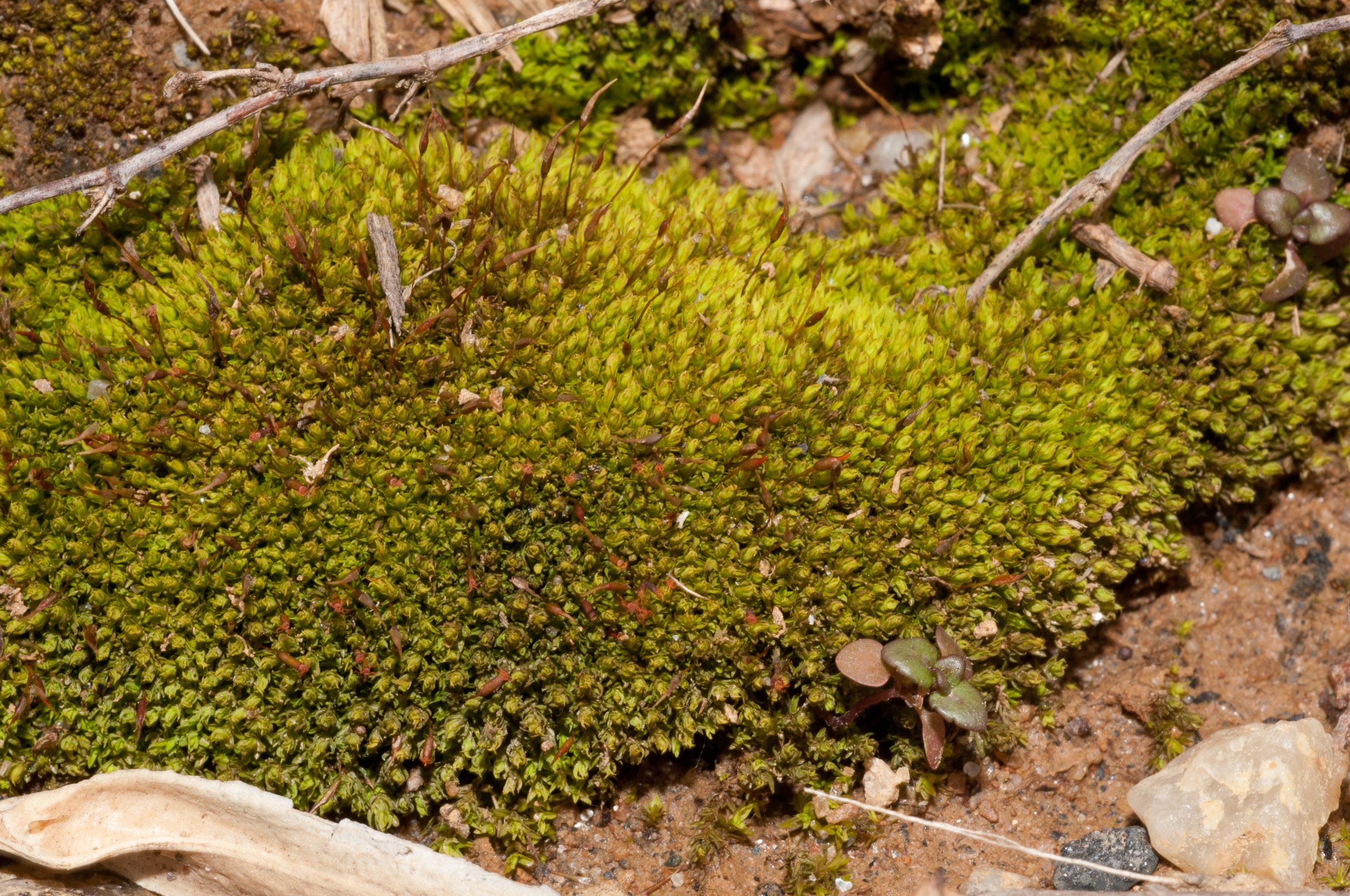 Unveiling Ceratodon: The Resilient Moss Thriving in Diverse Habitats ...