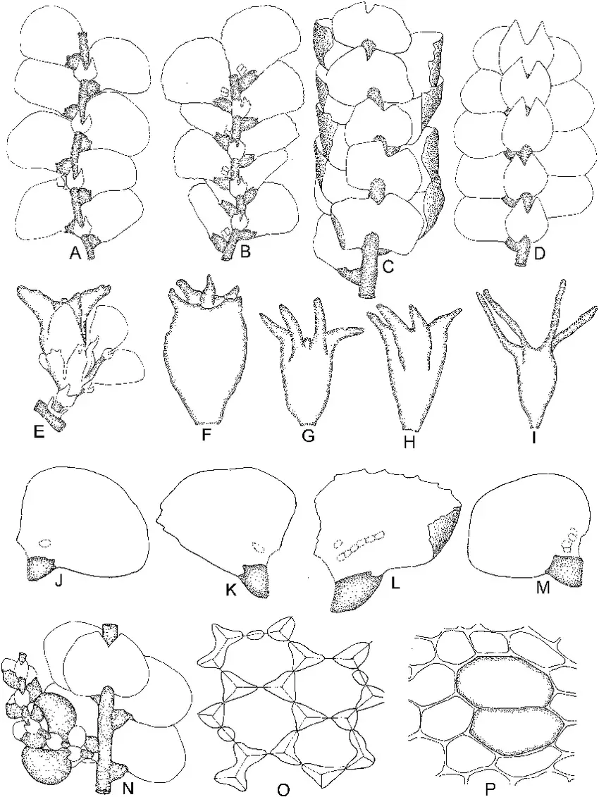 Ceratolejeunea-aliena-Herzog-A-Part-of-plant-ventral-view-E-Gynoecium-and-perianth.png