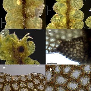 Ceratolejeunea-belangeriana-A-ventral-view-of-large-shoot-B-ventral-view-of-small_Q320.jpg