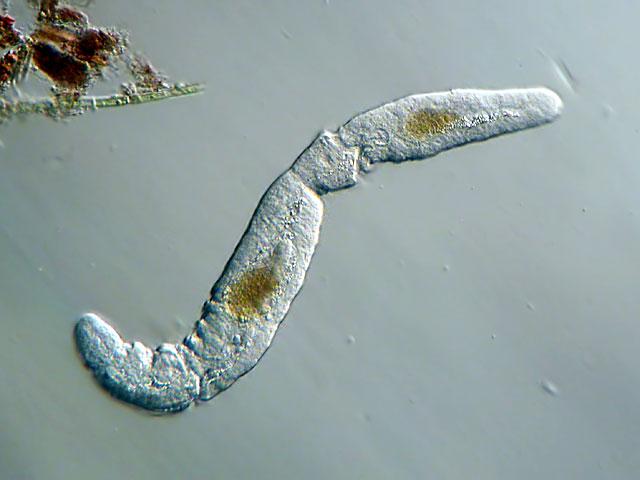 Cetenula-lemnae1990.jpg