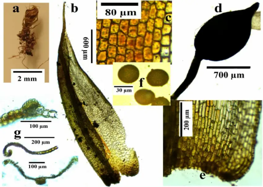 Characteristic-features-of-Phascum-cuspidatum-Image-by-Serhat-URSAVAS-a-Plant-b.png