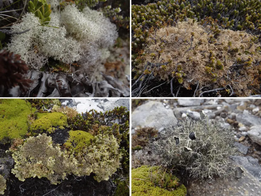 Characteristic-macrolichens-of-the-Falkland-Islands-Clockwise-from-top-left-Cladonia.png