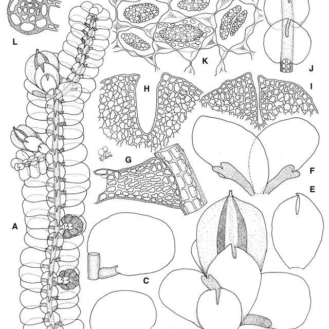 Cheilolejeunea-azureomontana-CJ-Bastos-et-Schaef-Verw-A-habit-of-plant-with-two_Q640.jpg