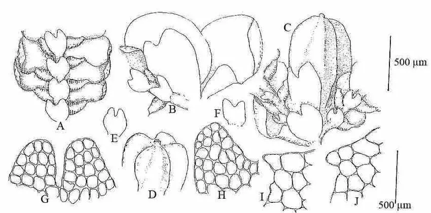 Cheilolejeunea-convexa-SWArnell-SWArnell-A-Part-of-shoot-ventral-view-B-C.jpg