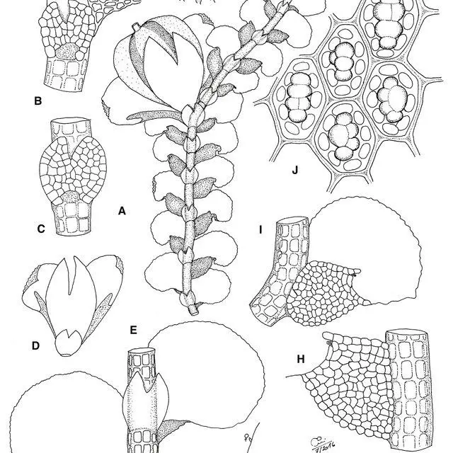 Cheilolejeunea-grosseoleosa-CJ-Bastos-Schaef-Verw-A-upper-part-of-plant-with_Q640.jpg