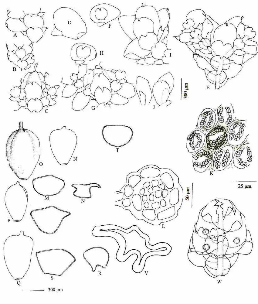 Cheilolejeunea-krakakammae-Lindenb-RMSchust-A-B-Part-of-sterile-shoot-ventral.jpg