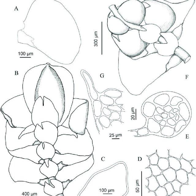 Cheilolejeunea-larsenii-Mizut-A-Leaf-dorsal-view-B-Shoot-with-a-gynoecium-ventral_Q640.jpg