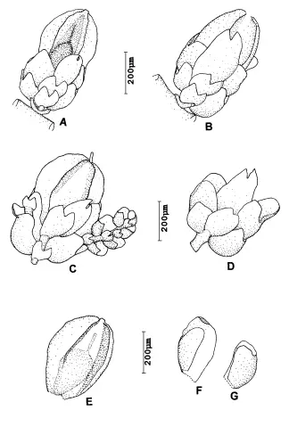 Cheilolejeunea-paroica-Mizut-A-and-B-paroicous-branches-with-perianth-ventral-view.png