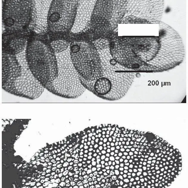 Cheilolejeunea-ventricosa-Schiffn-X-L-He-from-Australia-Microphoto-made-from-Pocs_Q640.jpg