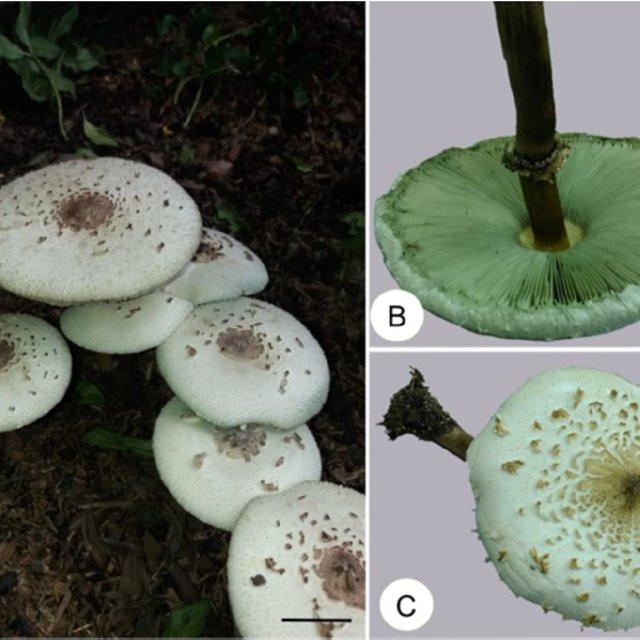 Chlorophyllum-molybdites-A-Habit-Scale-bar-27-cm-B-Bottom-face-showing-lamellulae_Q640.jpg