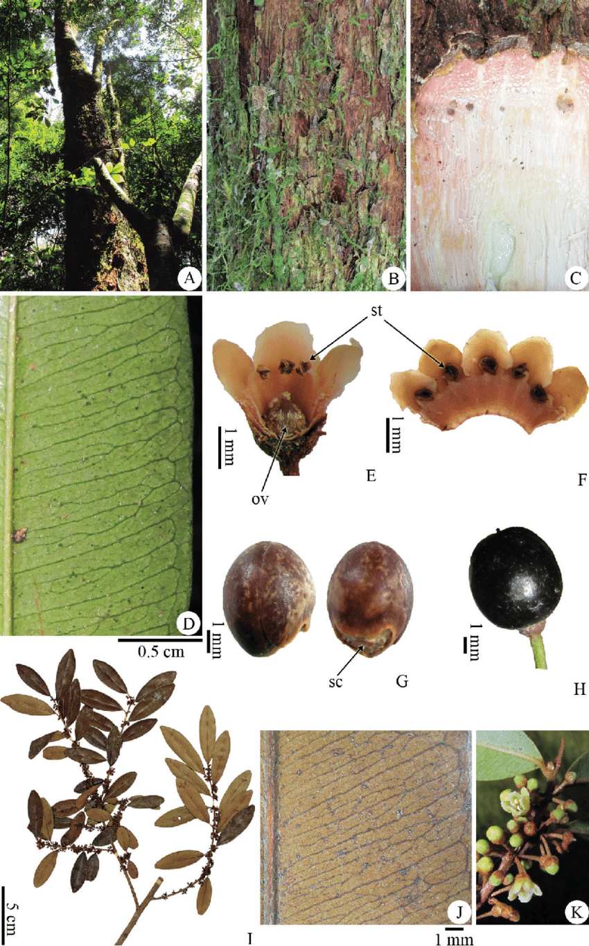 Chrysophyllum-marginatum-A-Habit-B-Bark-C-Slash-D-Abaxial-surface-of-the-leaf-E.png