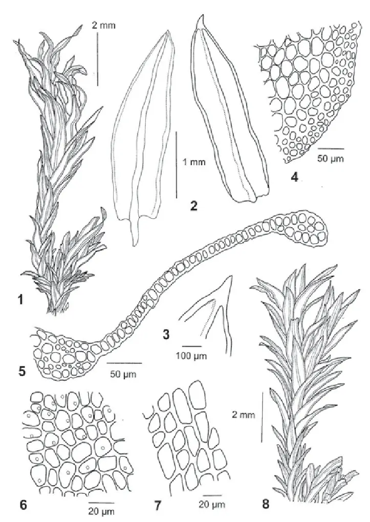 Cinclidotus-riparius-C-acutifolius-syn-nov-J-F-Duthie-no-12701-H-Nr-1011001.png