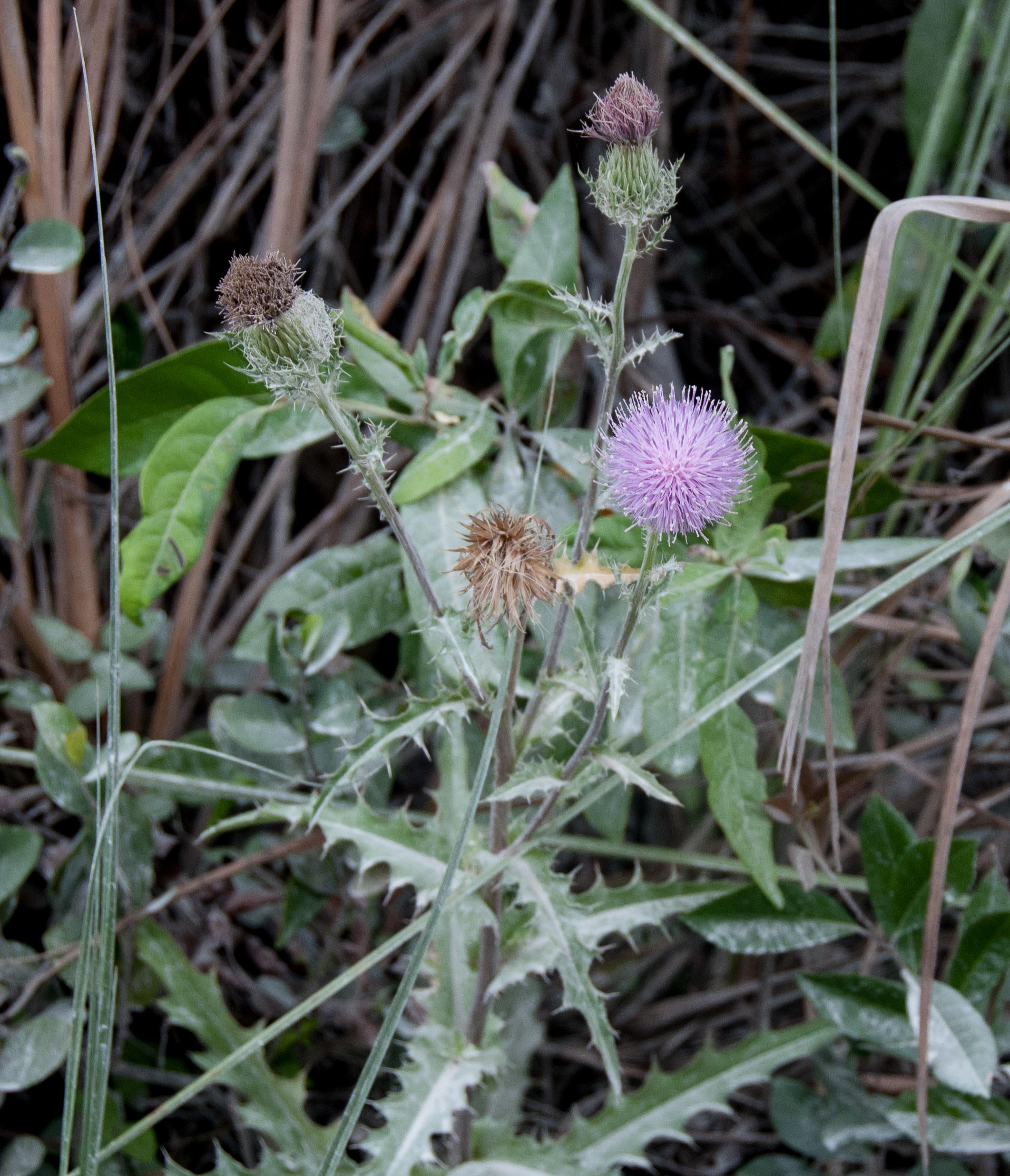 Cirsium_horridulum-0DBC6A1876.jpg