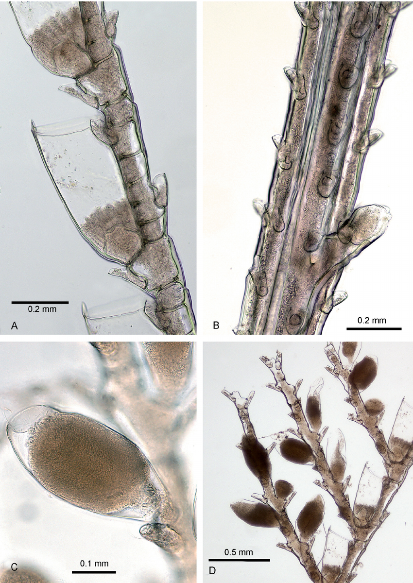 Cladocarpus-bocki-MHNG-INVE-69643-A-Hydrothecate-segment-note-rear-median.png