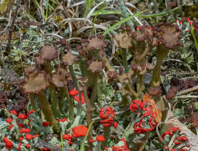 Cladonia-gracilis-750x574.jpg