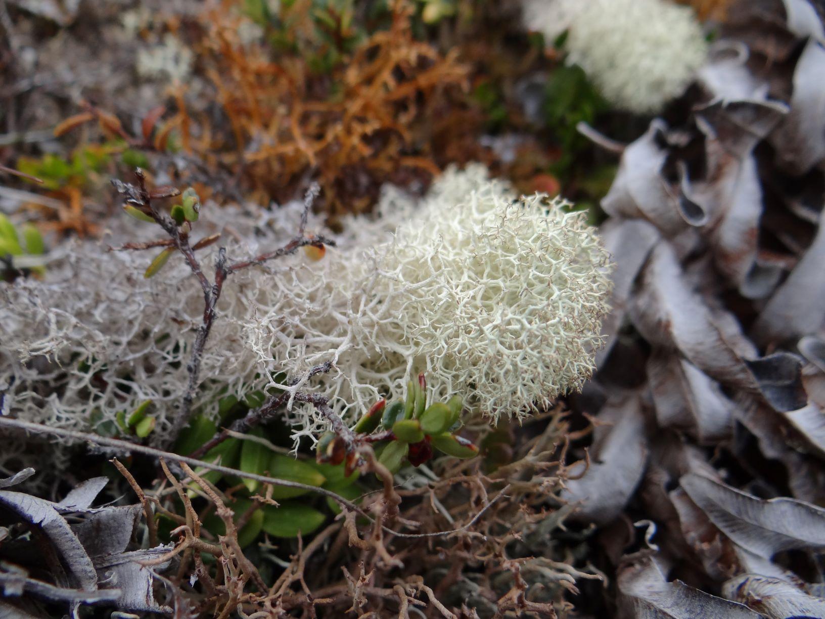 Cladonia_pycnocarpa-2s_0.JPG