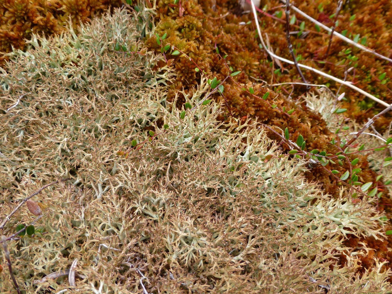 Cladonia_wainioi_Hudson_Bay_Lo_1401387030_web.jpg