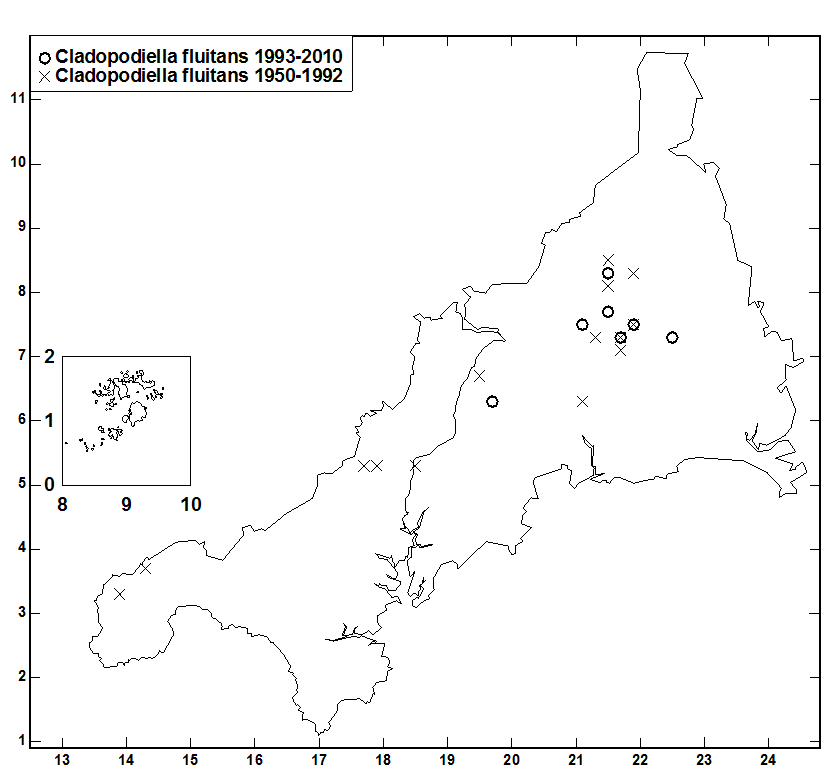 Cladopodiella_fluitans.gif