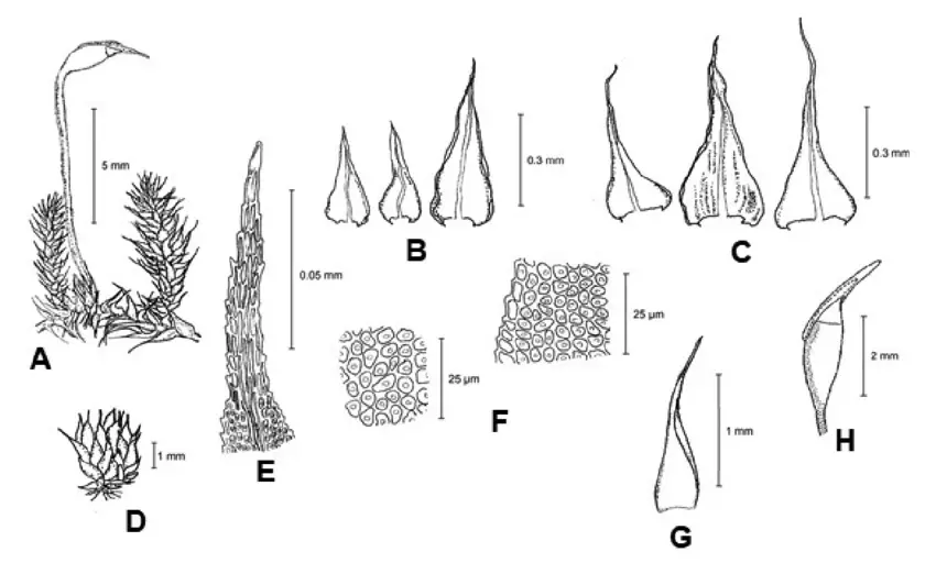 Claopodium-assurgens-Sull-Lesq-Cardot-A-Portion-of-shoot-B-Branch-leaves-C.png