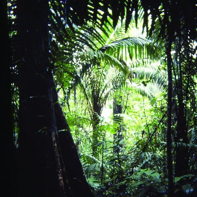 Coastal-rainforest-at-El-Amargal-Choct-ype-locality-of-Pycnolejeunea-chocoensisP_Q640.jpg