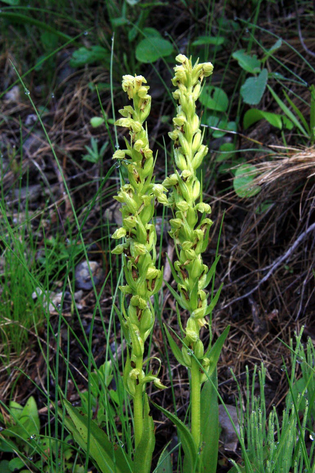 Coeloglossum+viride+var.+virescens+%2528Maligne+Lk%2529+%2523-12.JPG