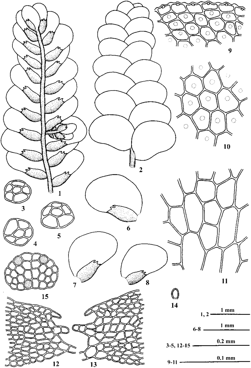 Cololejeunea-aequabilis-Sande-Lac-Schiffn-1-a-portion-of-plant-in-ventral-view.png