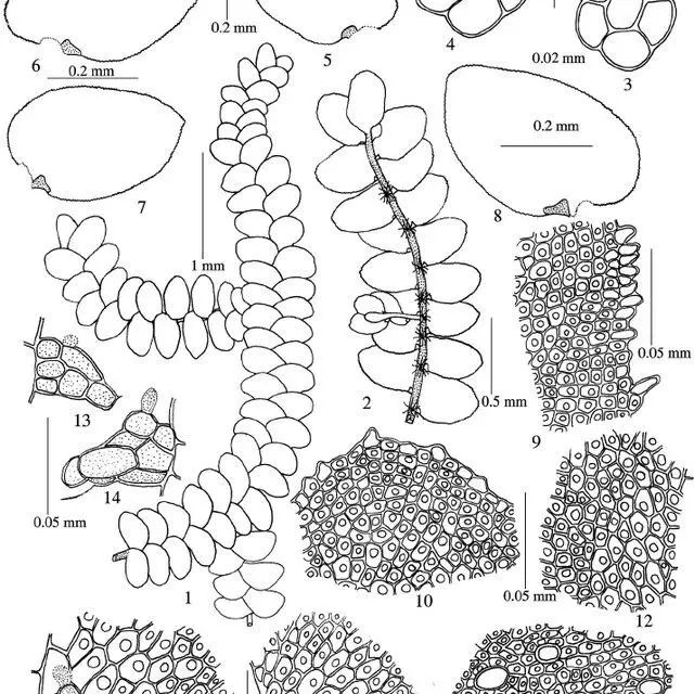 Cololejeunea-chenii-T-i-x-i-e-r-1-a-po-r-t-i-o-n-of-t-h-e-pla-n-t-in-do-r-sal-v-i_Q640.jpg