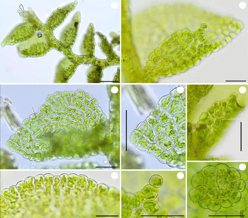 Cololejeunea-dauphinii-R-L-Zhu-a-general-view-of-gametophyte-b-c-ventral-lobe-d.jpg