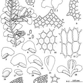 Cololejeunea-dozyana-Sande-Lac-Schiffn-1-a-portion-of-plant-bearing-androecial-and_Q320.jpg